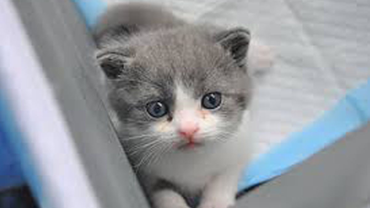 Kineska tvrtka klonirala prvu mačku